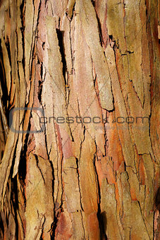 eucalyptus wood bark texture