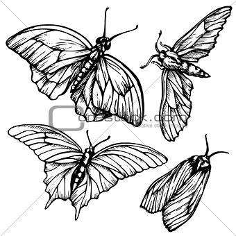 Monochrome, black and white seamless background with butterflies. Elegant elements for design, can be used  wallpaper, decoration  bags  clothes. Hand drawn contour lines  strokes.