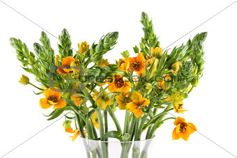 Beautiful bouquet ornithogalum