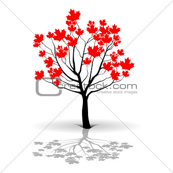 Maple Tree-Canada