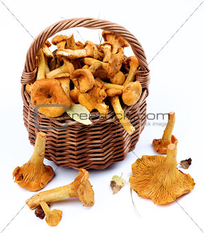 Raw Chanterelles Mushrooms