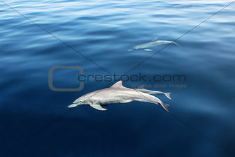 dolphin in the ocean