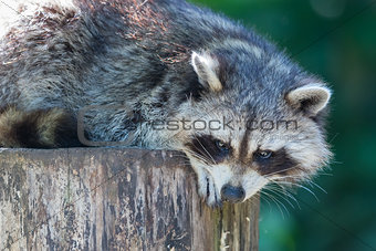 Adult racoon on a tree