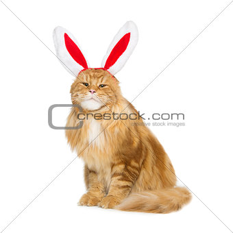 Big ginger cat in christmas rabbit ears head rim