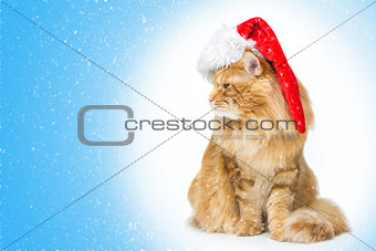 Big ginger cat in santa cap looking the side