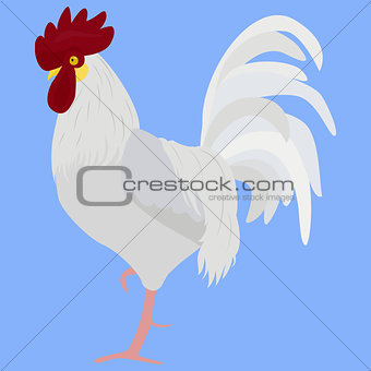 white rooster vector illustration in Color