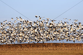  Migrating Snow Geese in Flight