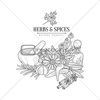 Herbs And Spices Hand Drawn Realistic Sketch