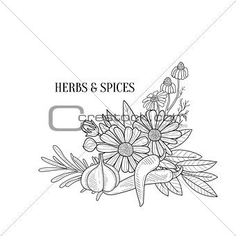 Herbs And Spices Bouquet Hand Drawn Realistic Sketch