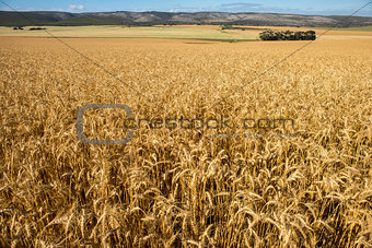 Wheat Fields on Farm Land