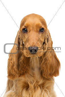 Beautiful young cocker spaniel