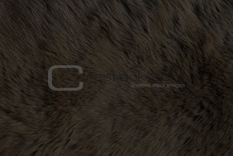 Fur Animal Textures, Black Bear