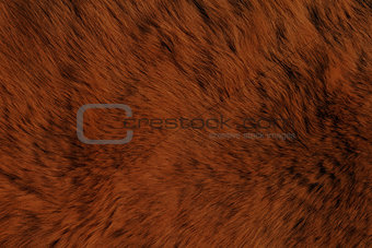 Fur Animal Textures, Brown Bear