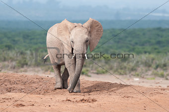 Young adult Elephant walking