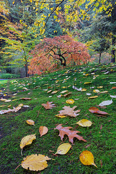 Japanese Maple Tree on a Green Mossy Slope