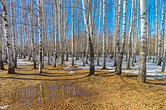 A small puddle at the edge of a birch grove, early spring.