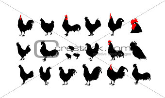 Set of vector rooster silhouettes on the white background. Chinese calendar for the year 2017.