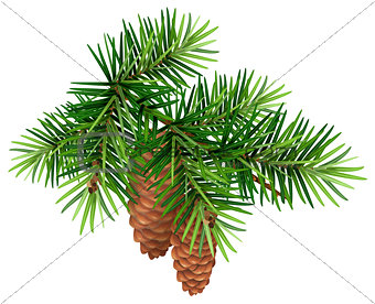 Green fir branch and two cone