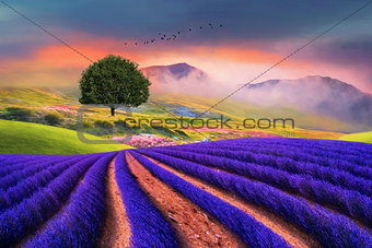 lavender field beauty fine art