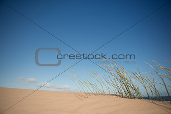 Grass on the dune