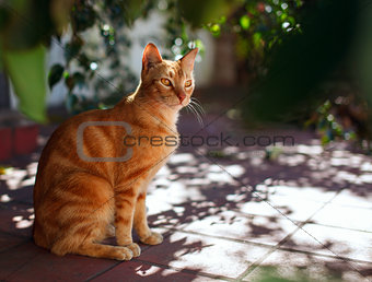 Red cat on the sunny terrace