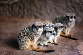 A family of Merkats