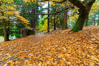 Garden Path Covered in Autumn Leaves