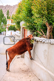 Cow in Leh