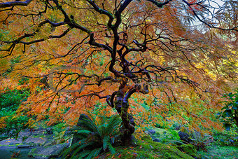 The Other Japanese Maple Tree in Autumn