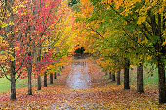 Fall Colors in Oregon