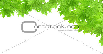 Spring frame with leaves of a maple