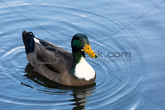 Male Mallard Duck Wading in a Lake