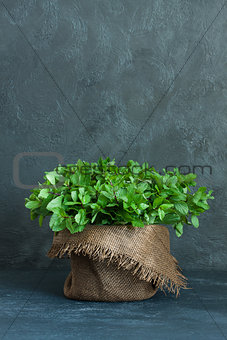Brown pot of mint on gray background