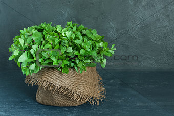 Brown pot of mint on gray background