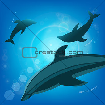 Dolphins underwater - sea animals.