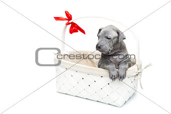 Thai ridgeback puppy in basket isolated on white