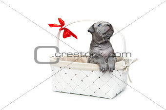 Thai ridgeback puppy in basket isolated on white