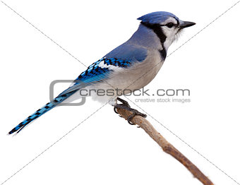 bluejay scans its surroundings