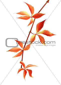 Autumn red branch of grapes leaves