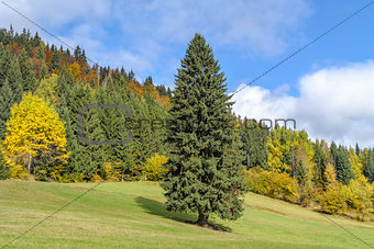Spruce tree on the field in fall
