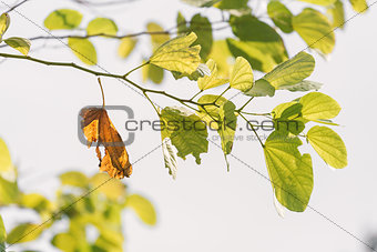 One old brown leaf on branch of green leaves