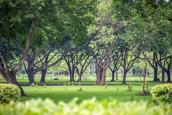 Fresh green park