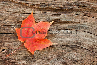 wood grain curves around maple leaf