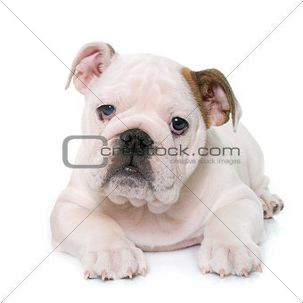 puppy english bulldog and chihuahua
