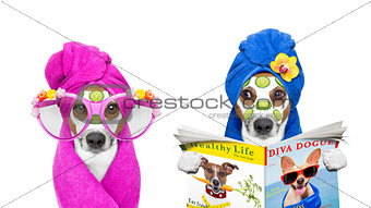 dogs with a beauty mask wellness spa 