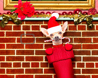 christmas santa claus dog in stockings for xmas