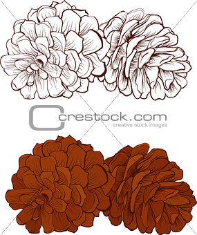 Pinecone Vector illustration isolated
