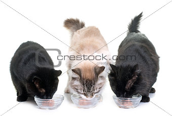 cats eating on studio