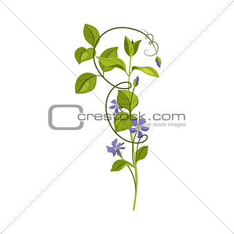 Bindweed Wild Flower Hand Drawn Detailed Illustration