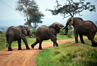 Three elephants play on the dirt track